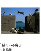 「 猫のいる島 」 中北 満雄