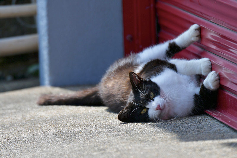 しまねこ展